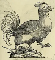 Picture 12 of 52 from Vlyssis Aldrovandi philosophi ac medici Bononiensis historiam naturalem in gymnasio Bononiensi profitentis, Ornithologiae, hoc est, De avibus historiae libri XII ... : cum indice septendecim linguarum copiosissimo (1599), leaf 337