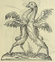 An illustration from Vlyssis Aldrovandi philosophi ac medici Bononiensis historiam naturalem in gymnasio Bononiensi profitentis, Ornithologiae, hoc est, De avibus historiae libri XII ... : cum indice septendecim linguarum copiosissimo (1599)