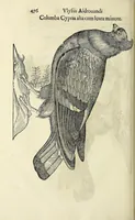 Picture 17 of 52 from Vlyssis Aldrovandi philosophi ac medici Bononiensis historiam naturalem in gymnasio Bononiensi profitentis, Ornithologiae, hoc est, De avibus historiae libri XII ... : cum indice septendecim linguarum copiosissimo (1599), leaf 494