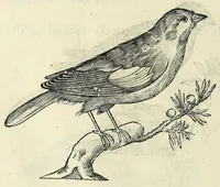An illustration from Vlyssis Aldrovandi philosophi ac medici Bononiensis historiam naturalem in gymnasio Bononiensi profitentis, Ornithologiae, hoc est, De avibus historiae libri XII ... : cum indice septendecim linguarum copiosissimo (1599)