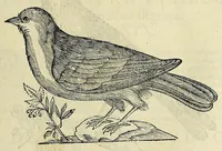 An illustration from Vlyssis Aldrovandi philosophi ac medici Bononiensis historiam naturalem in gymnasio Bononiensi profitentis, Ornithologiae, hoc est, De avibus historiae libri XII ... : cum indice septendecim linguarum copiosissimo (1599)
