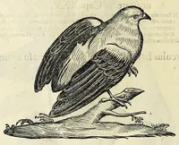 Picture 20 of 52 from Vlyssis Aldrovandi philosophi ac medici Bononiensis historiam naturalem in gymnasio Bononiensi profitentis, Ornithologiae, hoc est, De avibus historiae libri XII ... : cum indice septendecim linguarum copiosissimo (1599), leaf 586