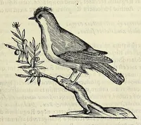 Picture 24 of 52 from Vlyssis Aldrovandi philosophi ac medici Bononiensis historiam naturalem in gymnasio Bononiensi profitentis, Ornithologiae, hoc est, De avibus historiae libri XII ... : cum indice septendecim linguarum copiosissimo (1599), leaf 669