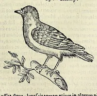Picture 26 of 52 from Vlyssis Aldrovandi philosophi ac medici Bononiensis historiam naturalem in gymnasio Bononiensi profitentis, Ornithologiae, hoc est, De avibus historiae libri XII ... : cum indice septendecim linguarum copiosissimo (1599), leaf 675