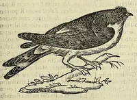 Picture 27 of 52 from Vlyssis Aldrovandi philosophi ac medici Bononiensis historiam naturalem in gymnasio Bononiensi profitentis, Ornithologiae, hoc est, De avibus historiae libri XII ... : cum indice septendecim linguarum copiosissimo (1599), leaf 711