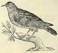 Picture 32 of 52 from Vlyssis Aldrovandi philosophi ac medici Bononiensis historiam naturalem in gymnasio Bononiensi profitentis, Ornithologiae, hoc est, De avibus historiae libri XII ... : cum indice septendecim linguarum copiosissimo (1599), leaf 748