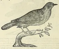 Picture 33 of 52 from Vlyssis Aldrovandi philosophi ac medici Bononiensis historiam naturalem in gymnasio Bononiensi profitentis, Ornithologiae, hoc est, De avibus historiae libri XII ... : cum indice septendecim linguarum copiosissimo (1599), leaf 754