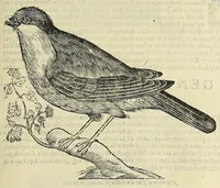 Picture 36 of 52 from Vlyssis Aldrovandi philosophi ac medici Bononiensis historiam naturalem in gymnasio Bononiensi profitentis, Ornithologiae, hoc est, De avibus historiae libri XII ... : cum indice septendecim linguarum copiosissimo (1599), leaf 763