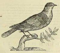 Picture 39 of 52 from Vlyssis Aldrovandi philosophi ac medici Bononiensis historiam naturalem in gymnasio Bononiensi profitentis, Ornithologiae, hoc est, De avibus historiae libri XII ... : cum indice septendecim linguarum copiosissimo (1599), leaf 777