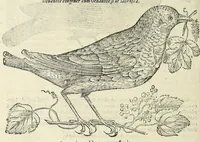 Picture 40 of 52 from Vlyssis Aldrovandi philosophi ac medici Bononiensis historiam naturalem in gymnasio Bononiensi profitentis, Ornithologiae, hoc est, De avibus historiae libri XII ... : cum indice septendecim linguarum copiosissimo (1599), leaf 782