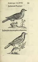 An illustration from Vlyssis Aldrovandi philosophi ac medici Bononiensis historiam naturalem in gymnasio Bononiensi profitentis, Ornithologiae, hoc est, De avibus historiae libri XII ... : cum indice septendecim linguarum copiosissimo (1599)