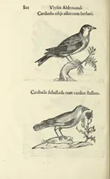 An illustration from Vlyssis Aldrovandi philosophi ac medici Bononiensis historiam naturalem in gymnasio Bononiensi profitentis, Ornithologiae, hoc est, De avibus historiae libri XII ... : cum indice septendecim linguarum copiosissimo (1599)