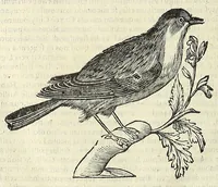 Picture 44 of 52 from Vlyssis Aldrovandi philosophi ac medici Bononiensis historiam naturalem in gymnasio Bononiensi profitentis, Ornithologiae, hoc est, De avibus historiae libri XII ... : cum indice septendecim linguarum copiosissimo (1599), leaf 828