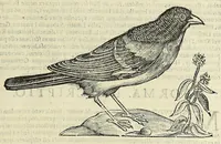 Picture 46 of 52 from Vlyssis Aldrovandi philosophi ac medici Bononiensis historiam naturalem in gymnasio Bononiensi profitentis, Ornithologiae, hoc est, De avibus historiae libri XII ... : cum indice septendecim linguarum copiosissimo (1599), leaf 841