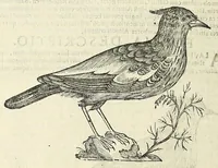 Picture 47 of 52 from Vlyssis Aldrovandi philosophi ac medici Bononiensis historiam naturalem in gymnasio Bononiensi profitentis, Ornithologiae, hoc est, De avibus historiae libri XII ... : cum indice septendecim linguarum copiosissimo (1599), leaf 860
