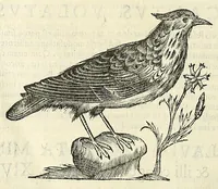An illustration from Vlyssis Aldrovandi philosophi ac medici Bononiensis historiam naturalem in gymnasio Bononiensi profitentis, Ornithologiae, hoc est, De avibus historiae libri XII ... : cum indice septendecim linguarum copiosissimo (1599)