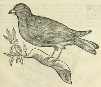 Picture 49 of 52 from Vlyssis Aldrovandi philosophi ac medici Bononiensis historiam naturalem in gymnasio Bononiensi profitentis, Ornithologiae, hoc est, De avibus historiae libri XII ... : cum indice septendecim linguarum copiosissimo (1599), leaf 869