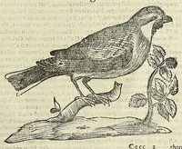 Picture 50 of 52 from Vlyssis Aldrovandi philosophi ac medici Bononiensis historiam naturalem in gymnasio Bononiensi profitentis, Ornithologiae, hoc est, De avibus historiae libri XII ... : cum indice septendecim linguarum copiosissimo (1599), leaf 873