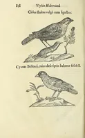 Picture 51 of 52 from Vlyssis Aldrovandi philosophi ac medici Bononiensis historiam naturalem in gymnasio Bononiensi profitentis, Ornithologiae, hoc est, De avibus historiae libri XII ... : cum indice septendecim linguarum copiosissimo (1599), leaf 876