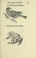 Picture 52 of 52 from Vlyssis Aldrovandi philosophi ac medici Bononiensis historiam naturalem in gymnasio Bononiensi profitentis, Ornithologiae, hoc est, De avibus historiae libri XII ... : cum indice septendecim linguarum copiosissimo (1599), leaf 879