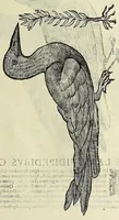 An illustration from Vlyssis Aldrovandi philosophi ac medici Bononiensis historiam naturalem in gymnasio Bononiensi profitentis, Ornithologiae, hoc est, De avibus historiae libri XII ... : cum indice septendecim linguarum copiosissimo (1599)