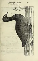 Picture 9 of 53 from Vlyssis Aldrovandi philosophi ac medici Bononiensis historiam naturalem in gymnasio Bononiensi profitentis, Ornithologiae, hoc est, De avibus historiae libri XII ... : cum indice septendecim linguarum copiosissimo (1599), leaf 115
