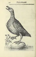 An illustration from Vlyssis Aldrovandi philosophi ac medici Bononiensis historiam naturalem in gymnasio Bononiensi profitentis, Ornithologiae, hoc est, De avibus historiae libri XII ... : cum indice septendecim linguarum copiosissimo (1599)