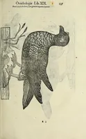 Picture 12 of 53 from Vlyssis Aldrovandi philosophi ac medici Bononiensis historiam naturalem in gymnasio Bononiensi profitentis, Ornithologiae, hoc est, De avibus historiae libri XII ... : cum indice septendecim linguarum copiosissimo (1599), leaf 217