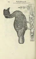 Picture 13 of 53 from Vlyssis Aldrovandi philosophi ac medici Bononiensis historiam naturalem in gymnasio Bononiensi profitentis, Ornithologiae, hoc est, De avibus historiae libri XII ... : cum indice septendecim linguarum copiosissimo (1599), leaf 220