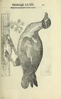 An illustration from Vlyssis Aldrovandi philosophi ac medici Bononiensis historiam naturalem in gymnasio Bononiensi profitentis, Ornithologiae, hoc est, De avibus historiae libri XII ... : cum indice septendecim linguarum copiosissimo (1599)
