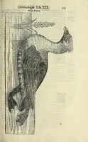 Picture 18 of 53 from Vlyssis Aldrovandi philosophi ac medici Bononiensis historiam naturalem in gymnasio Bononiensi profitentis, Ornithologiae, hoc est, De avibus historiae libri XII ... : cum indice septendecim linguarum copiosissimo (1599), leaf 261