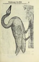 Picture 1 of 53 from Vlyssis Aldrovandi philosophi ac medici Bononiensis historiam naturalem in gymnasio Bononiensi profitentis, Ornithologiae, hoc est, De avibus historiae libri XII ... : cum indice septendecim linguarum copiosissimo (1599), leaf 29