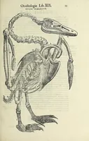 Picture 2 of 53 from Vlyssis Aldrovandi philosophi ac medici Bononiensis historiam naturalem in gymnasio Bononiensi profitentis, Ornithologiae, hoc est, De avibus historiae libri XII ... : cum indice septendecim linguarum copiosissimo (1599), leaf 31