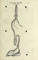 Picture 3 of 53 from Vlyssis Aldrovandi philosophi ac medici Bononiensis historiam naturalem in gymnasio Bononiensi profitentis, Ornithologiae, hoc est, De avibus historiae libri XII ... : cum indice septendecim linguarum copiosissimo (1599), leaf 35