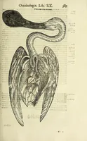 Picture 29 of 53 from Vlyssis Aldrovandi philosophi ac medici Bononiensis historiam naturalem in gymnasio Bononiensi profitentis, Ornithologiae, hoc est, De avibus historiae libri XII ... : cum indice septendecim linguarum copiosissimo (1599), leaf 407