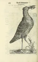 Picture 33 of 53 from Vlyssis Aldrovandi philosophi ac medici Bononiensis historiam naturalem in gymnasio Bononiensi profitentis, Ornithologiae, hoc est, De avibus historiae libri XII ... : cum indice septendecim linguarum copiosissimo (1599), leaf 434