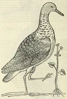 Picture 35 of 53 from Vlyssis Aldrovandi philosophi ac medici Bononiensis historiam naturalem in gymnasio Bononiensi profitentis, Ornithologiae, hoc est, De avibus historiae libri XII ... : cum indice septendecim linguarum copiosissimo (1599), leaf 452