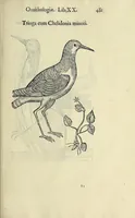 Picture 41 of 53 from Vlyssis Aldrovandi philosophi ac medici Bononiensis historiam naturalem in gymnasio Bononiensi profitentis, Ornithologiae, hoc est, De avibus historiae libri XII ... : cum indice septendecim linguarum copiosissimo (1599), leaf 501