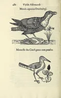 Picture 42 of 53 from Vlyssis Aldrovandi philosophi ac medici Bononiensis historiam naturalem in gymnasio Bononiensi profitentis, Ornithologiae, hoc est, De avibus historiae libri XII ... : cum indice septendecim linguarum copiosissimo (1599), leaf 506