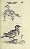 Picture 43 of 53 from Vlyssis Aldrovandi philosophi ac medici Bononiensis historiam naturalem in gymnasio Bononiensi profitentis, Ornithologiae, hoc est, De avibus historiae libri XII ... : cum indice septendecim linguarum copiosissimo (1599), leaf 509