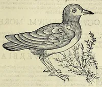 Picture 44 of 53 from Vlyssis Aldrovandi philosophi ac medici Bononiensis historiam naturalem in gymnasio Bononiensi profitentis, Ornithologiae, hoc est, De avibus historiae libri XII ... : cum indice septendecim linguarum copiosissimo (1599), leaf 513