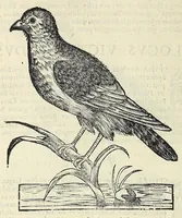 Picture 46 of 53 from Vlyssis Aldrovandi philosophi ac medici Bononiensis historiam naturalem in gymnasio Bononiensi profitentis, Ornithologiae, hoc est, De avibus historiae libri XII ... : cum indice septendecim linguarum copiosissimo (1599), leaf 542