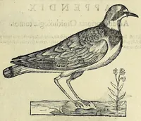 An illustration from Vlyssis Aldrovandi philosophi ac medici Bononiensis historiam naturalem in gymnasio Bononiensi profitentis, Ornithologiae, hoc est, De avibus historiae libri XII ... : cum indice septendecim linguarum copiosissimo (1599)