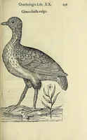 Picture 49 of 53 from Vlyssis Aldrovandi philosophi ac medici Bononiensis historiam naturalem in gymnasio Bononiensi profitentis, Ornithologiae, hoc est, De avibus historiae libri XII ... : cum indice septendecim linguarum copiosissimo (1599), leaf 559