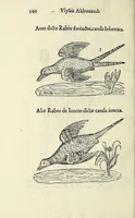 Picture 51 of 53 from Vlyssis Aldrovandi philosophi ac medici Bononiensis historiam naturalem in gymnasio Bononiensi profitentis, Ornithologiae, hoc est, De avibus historiae libri XII ... : cum indice septendecim linguarum copiosissimo (1599), leaf 564