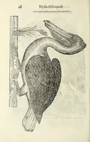 Picture 4 of 53 from Vlyssis Aldrovandi philosophi ac medici Bononiensis historiam naturalem in gymnasio Bononiensi profitentis, Ornithologiae, hoc est, De avibus historiae libri XII ... : cum indice septendecim linguarum copiosissimo (1599), leaf 68