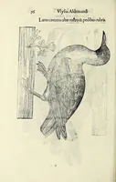 An illustration from Vlyssis Aldrovandi philosophi ac medici Bononiensis historiam naturalem in gymnasio Bononiensi profitentis, Ornithologiae, hoc est, De avibus historiae libri XII ... : cum indice septendecim linguarum copiosissimo (1599)