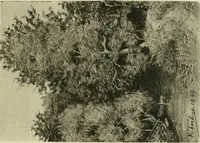 An illustration from Volharding 1905 (1905)