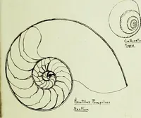 An illustration from The volute in architecture and architectural decoration with particular reference to its introduction into the Ionic order (1918)