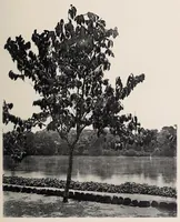 Picture 4 of 18 from Vom Kongo zum Ubangi; meine zweite Reise in Mittelafrika (1910), leaf 149